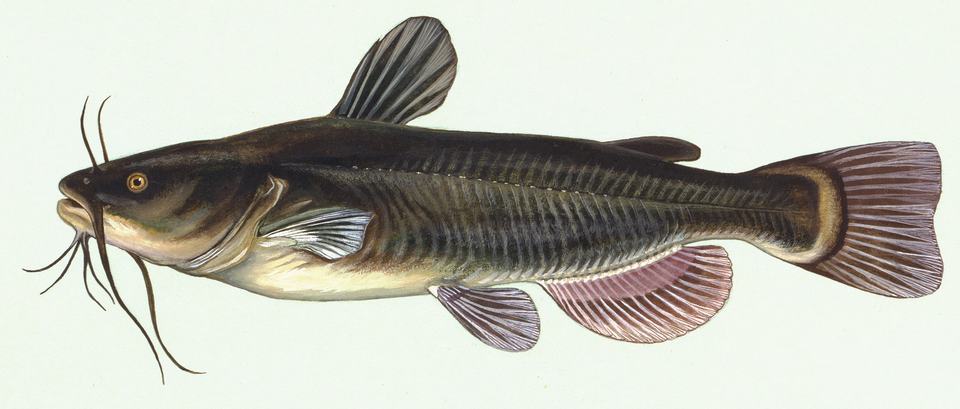 Reynaldo Arratia