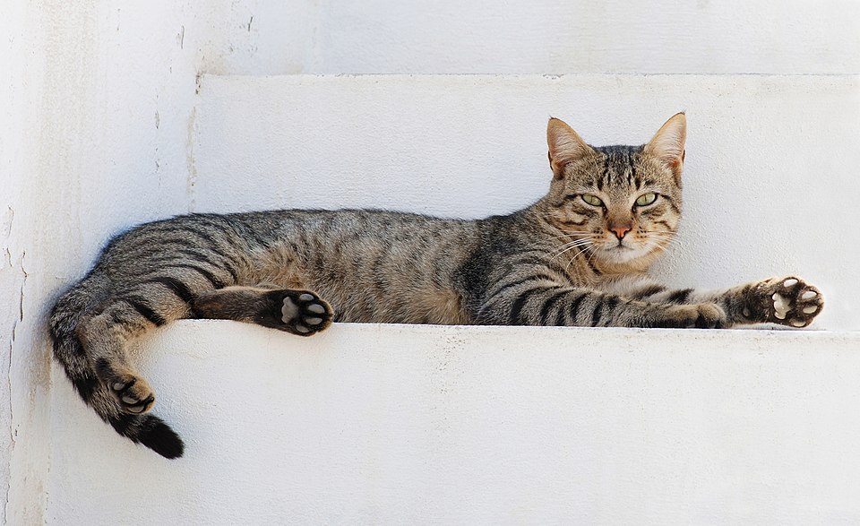 Riley Cat