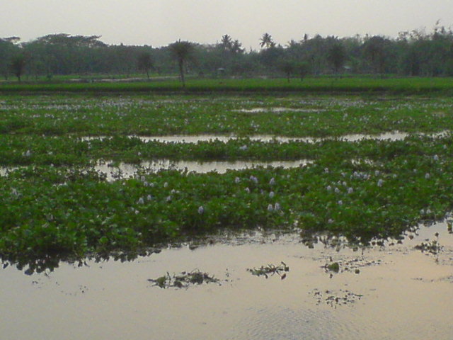 River Ahmed