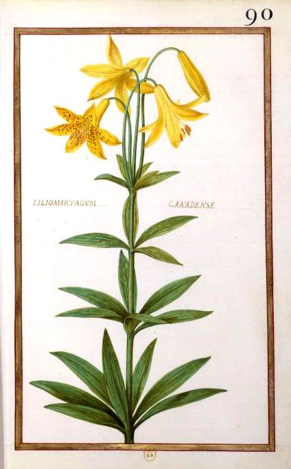 Robert Rabel