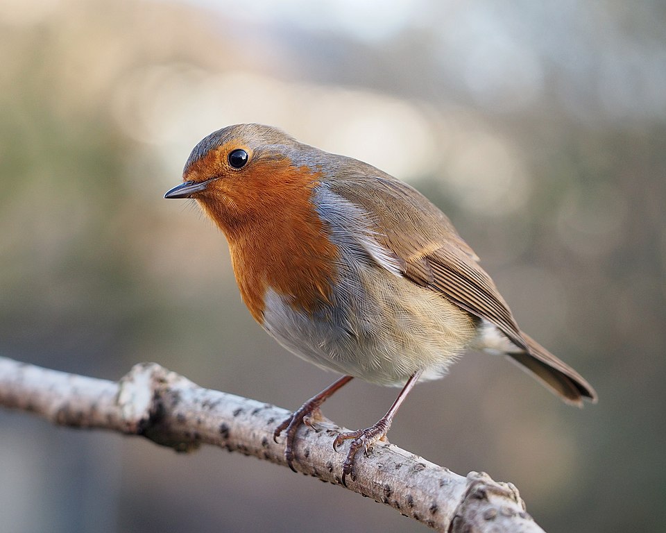 Robin C.