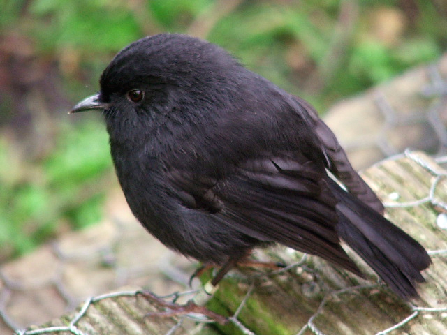 Robin P