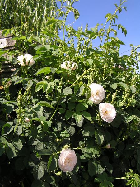 Rosa Amelia