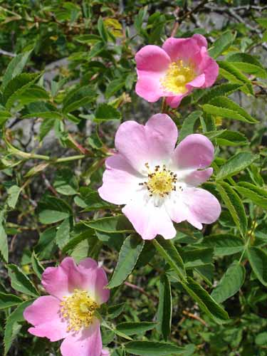Rosa O. G.