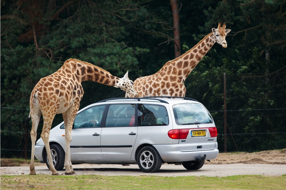 Safari Lee