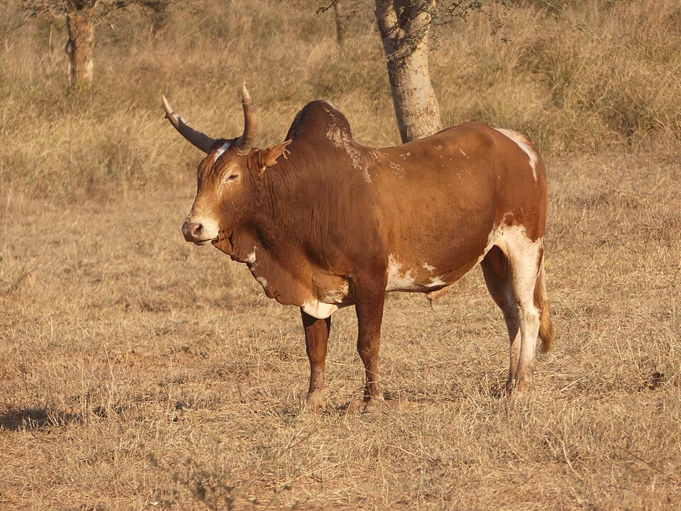 Said Mwacharo