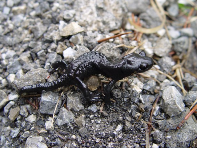 Salamandra