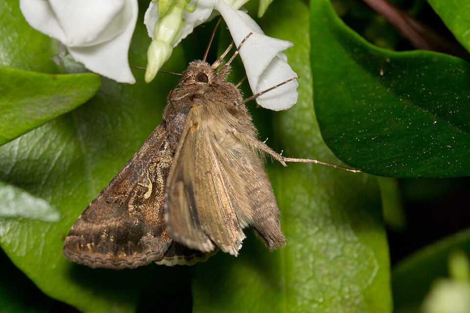Samuel Moth