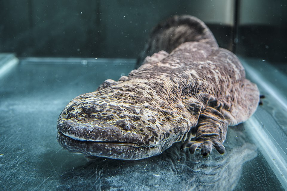 Samuel Salamander