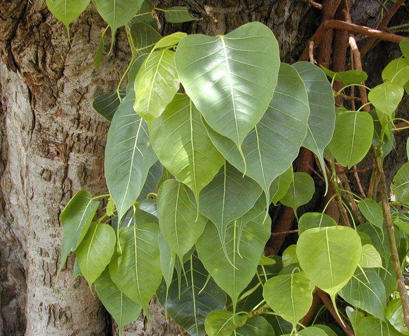Santosha Jaya