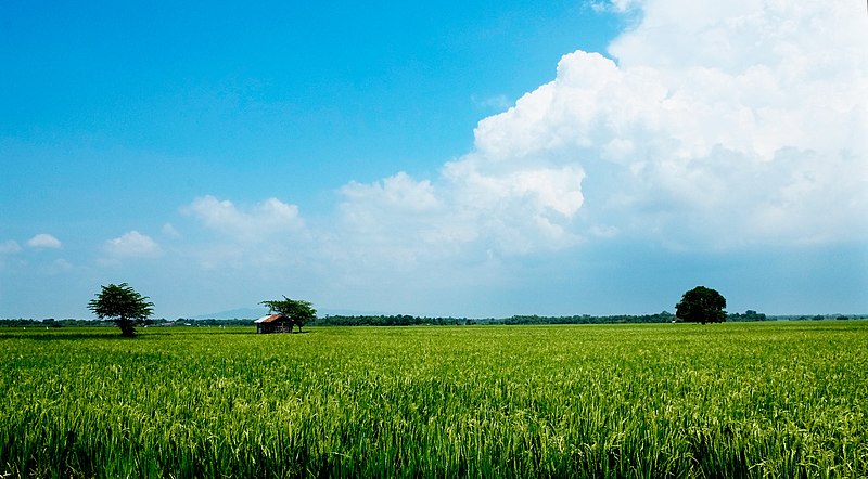 Sari Indrayati