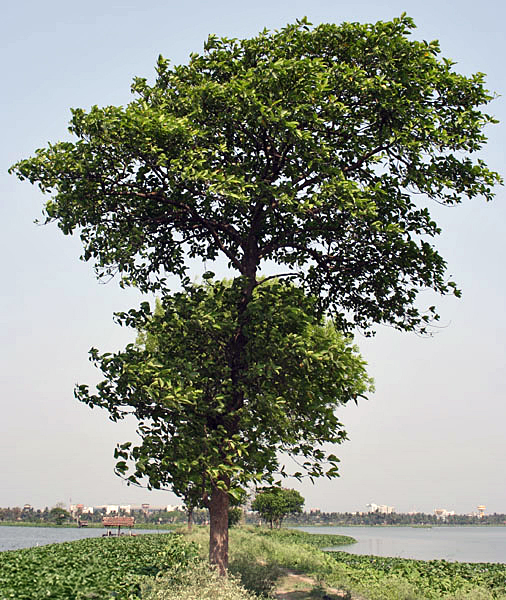 Sarja Camara
