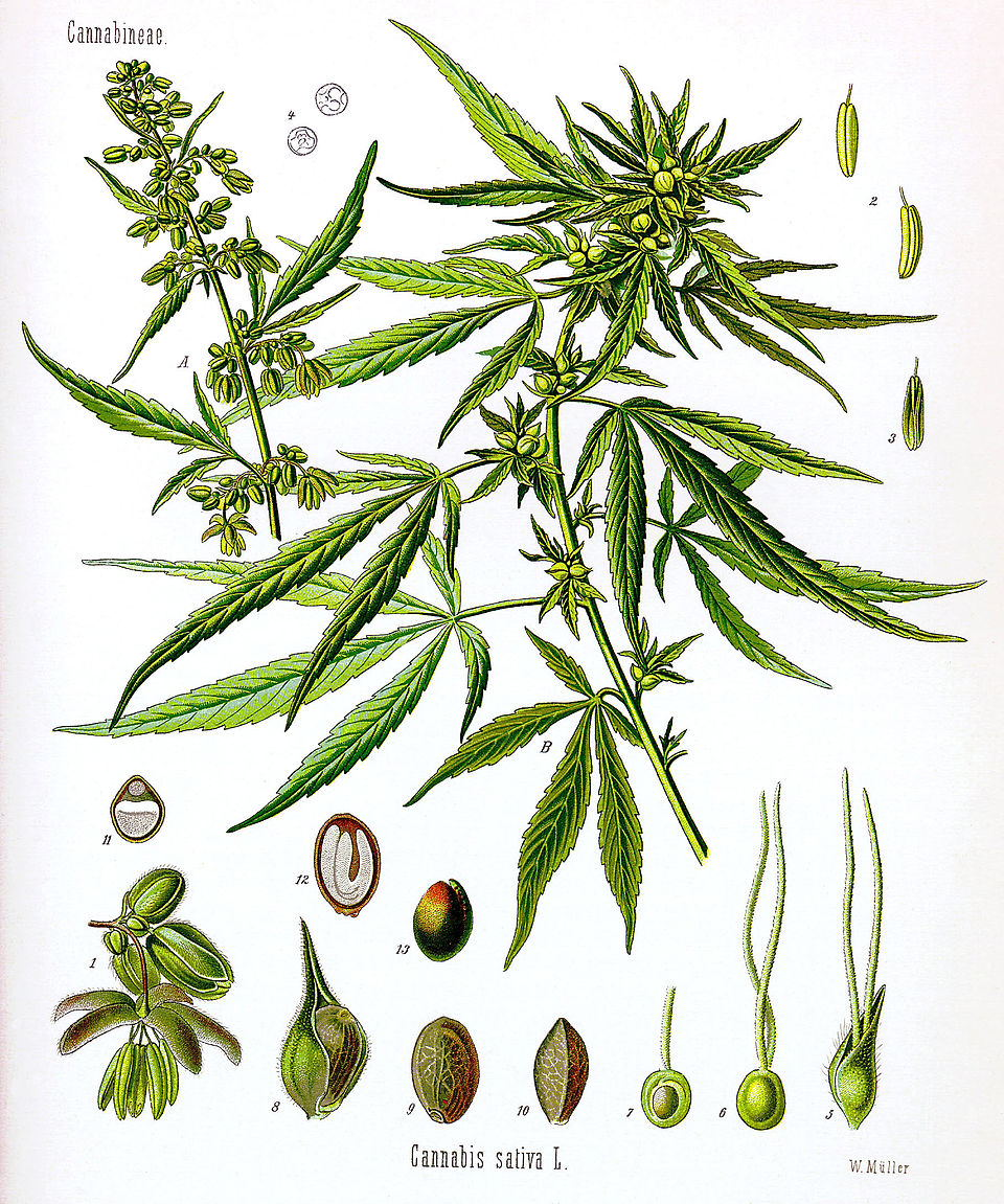 Sativa