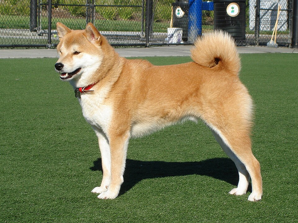 Sayaka Shiba