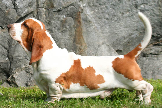 Scott P. Basset