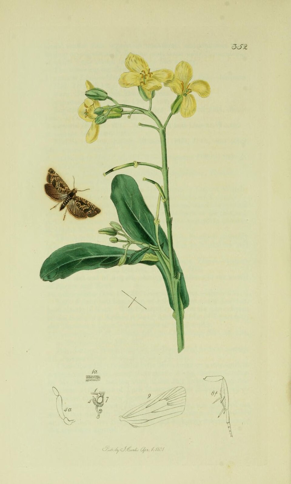 Selania