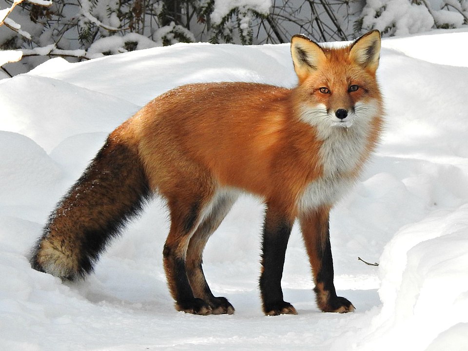 Selva Fox