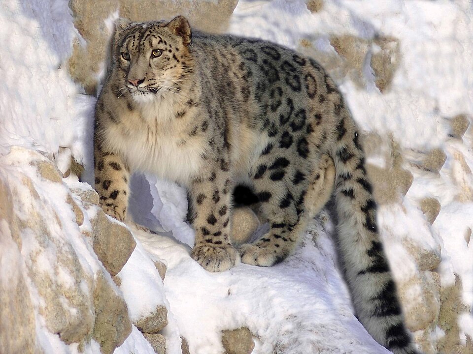 Snow Li