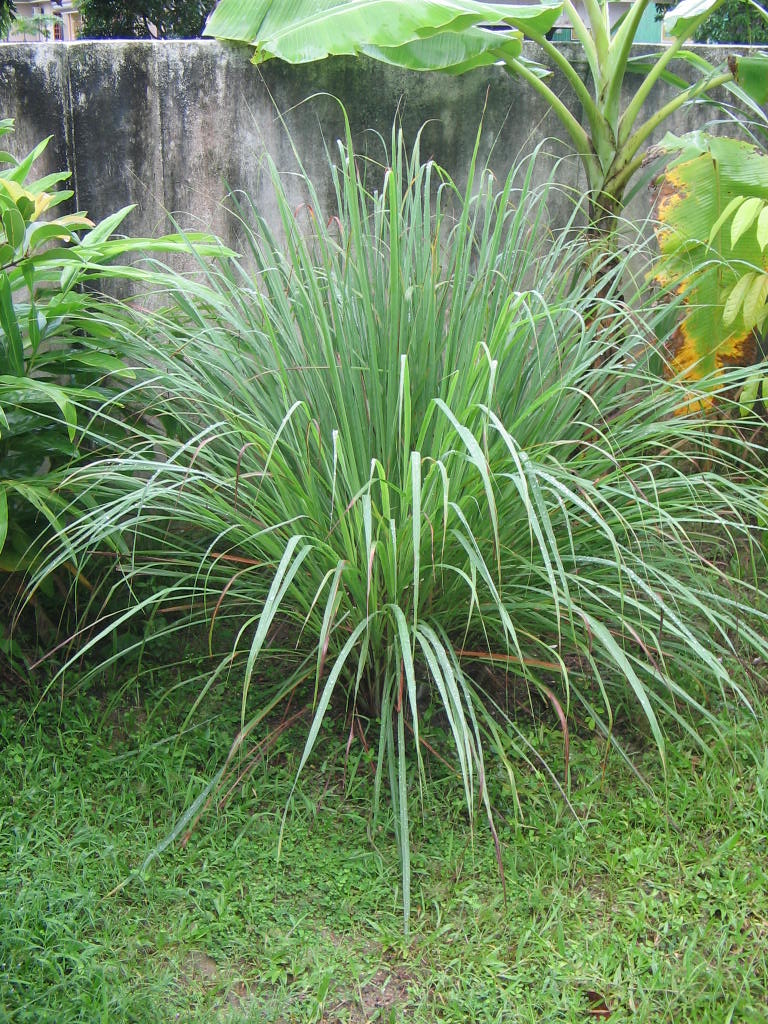 Soenarko