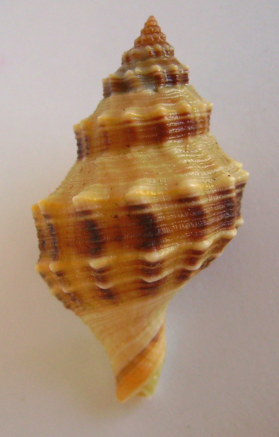 Soliarius