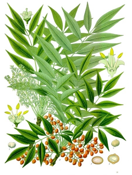 Sơn