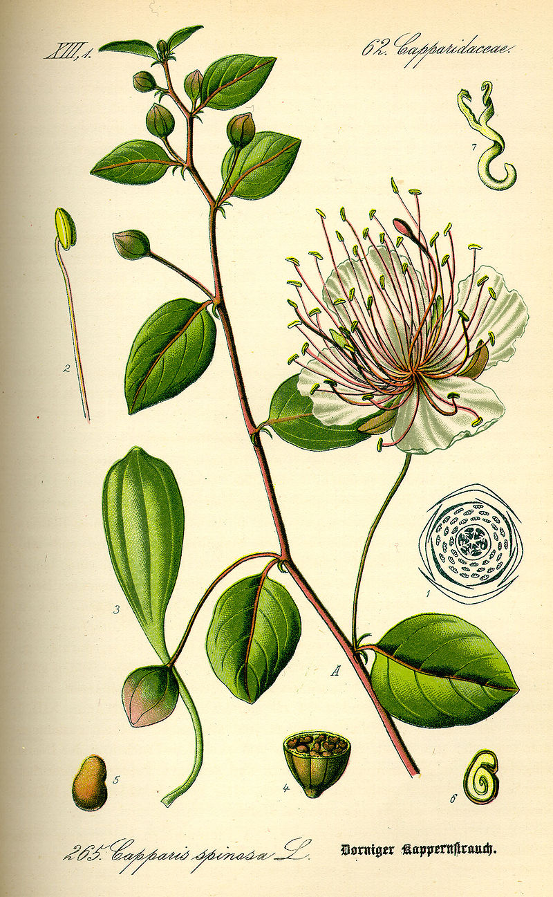 Spinosa