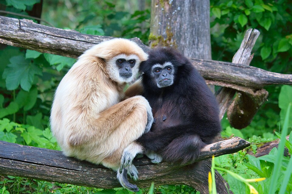 Stewart Gibbon