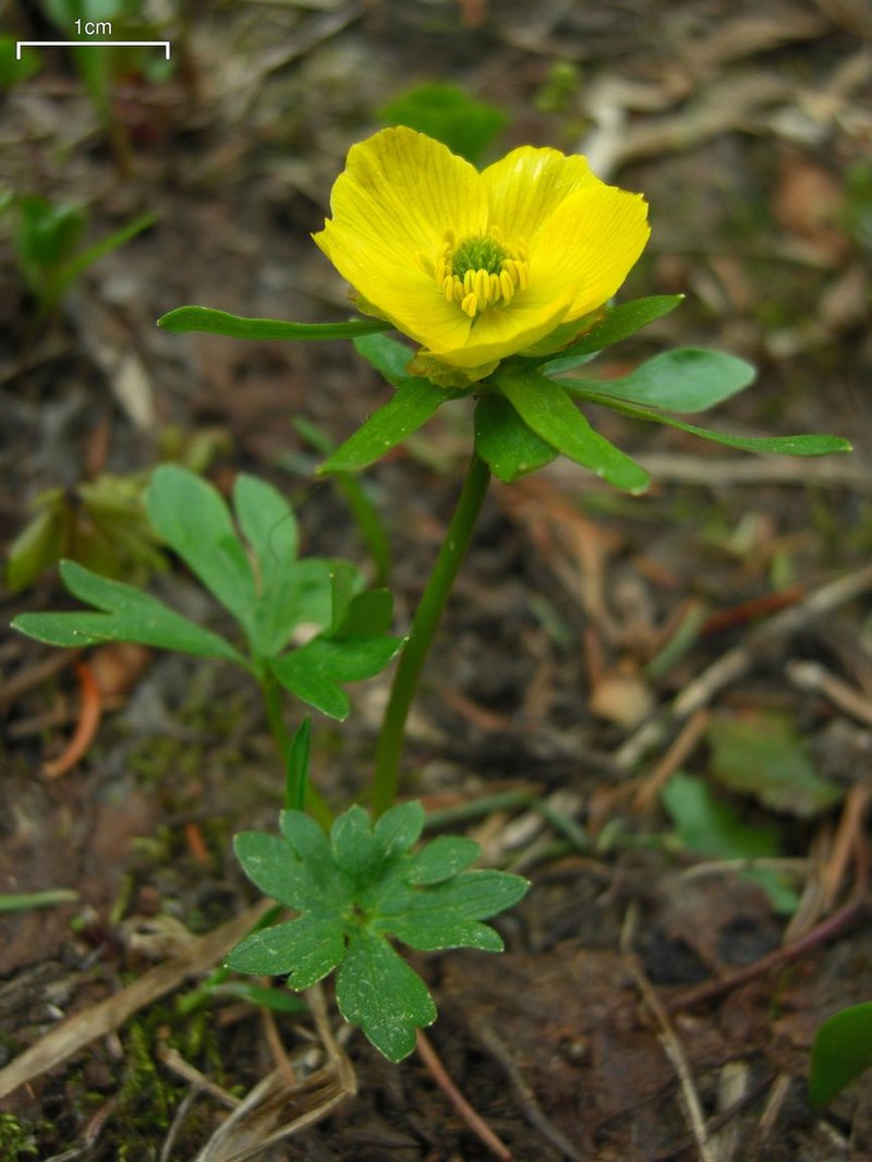 Su Tao