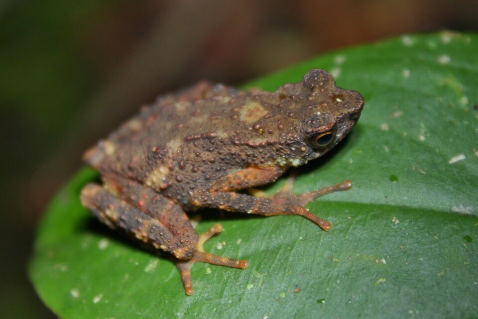 Sumarli