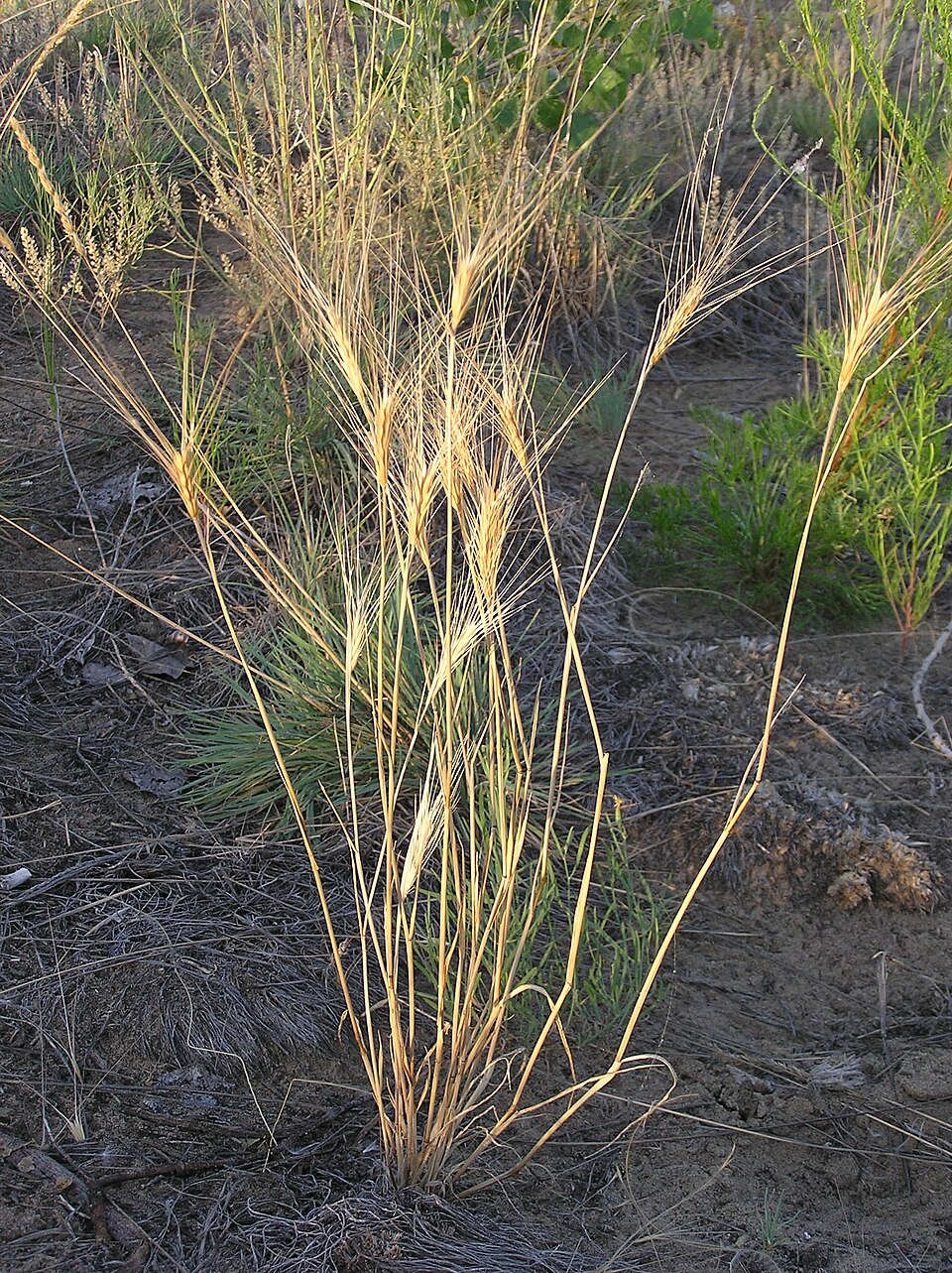 Sun Pengtao