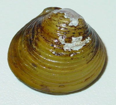 Széplaki Roland
