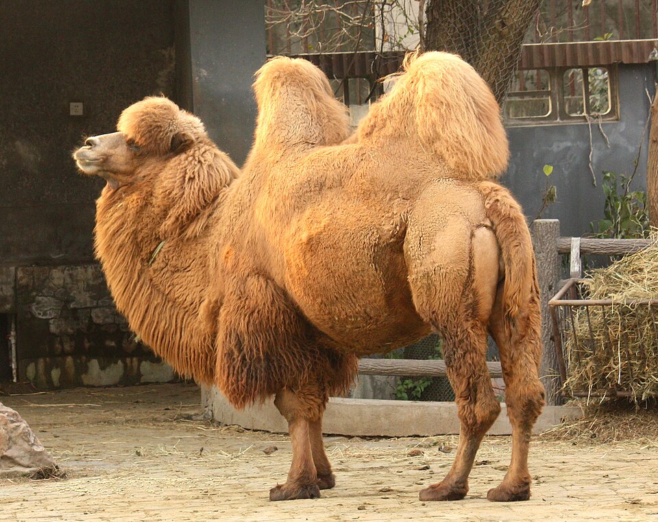 Tamer Mohamed Tahr