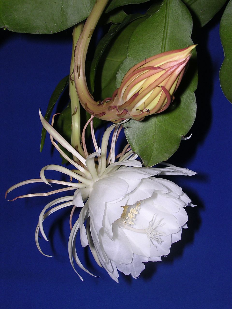 Tan Hua