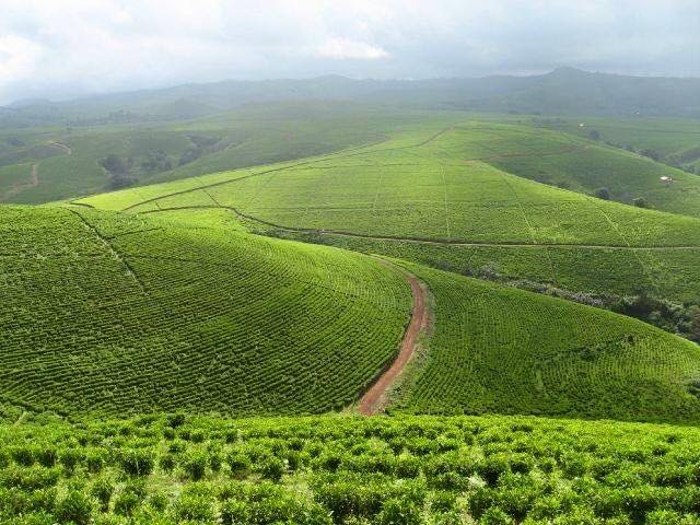 Taraba