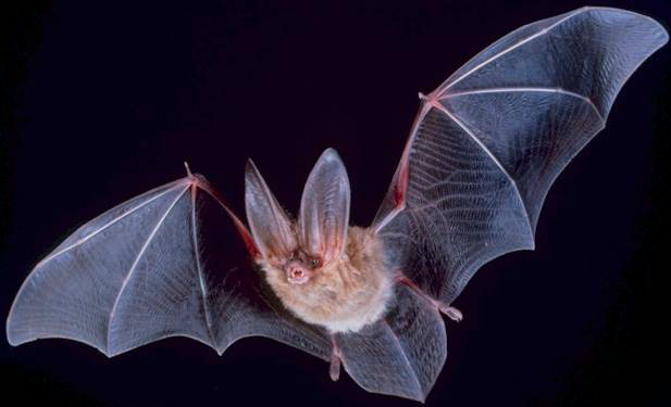 The Bats