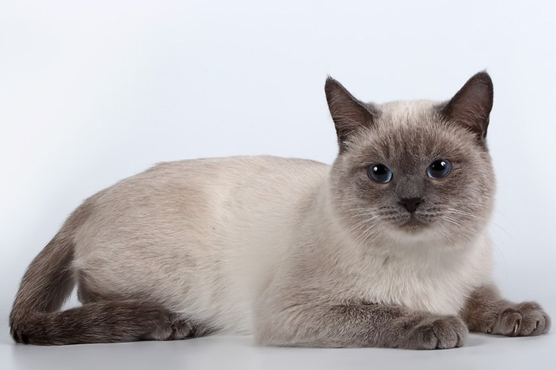 The Extreme Cat
