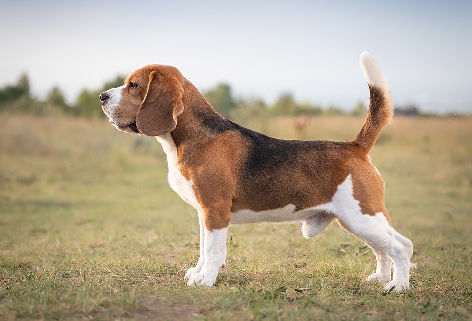 Thomas Beagle