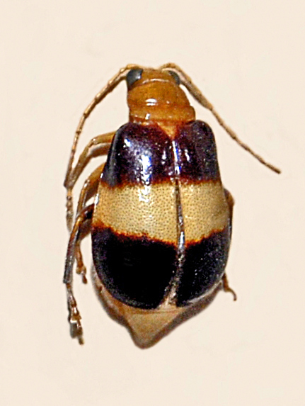 Titi Anggraini