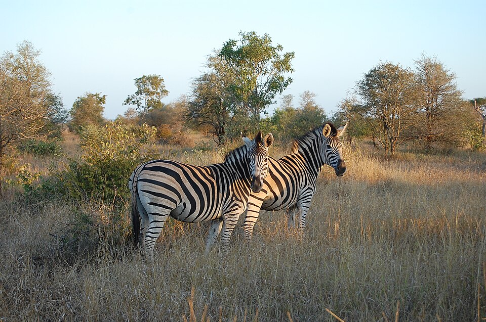 Tjaart Kruger