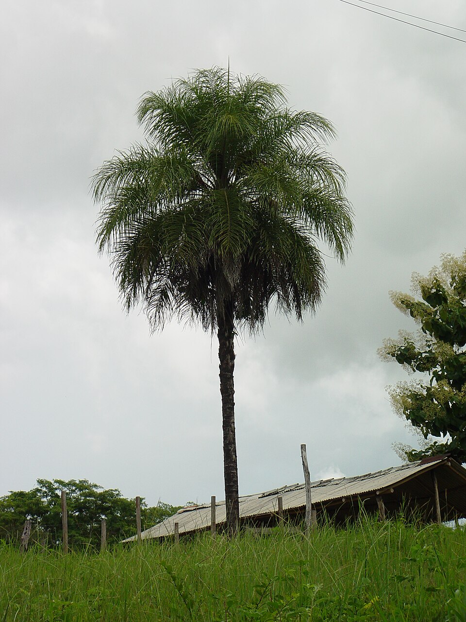 Totai