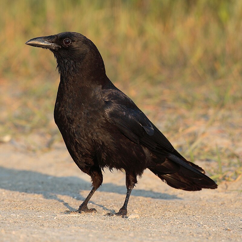 Toxic Crow