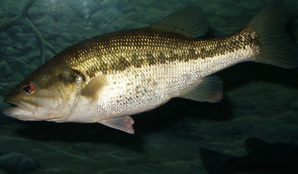 Trout Fresh