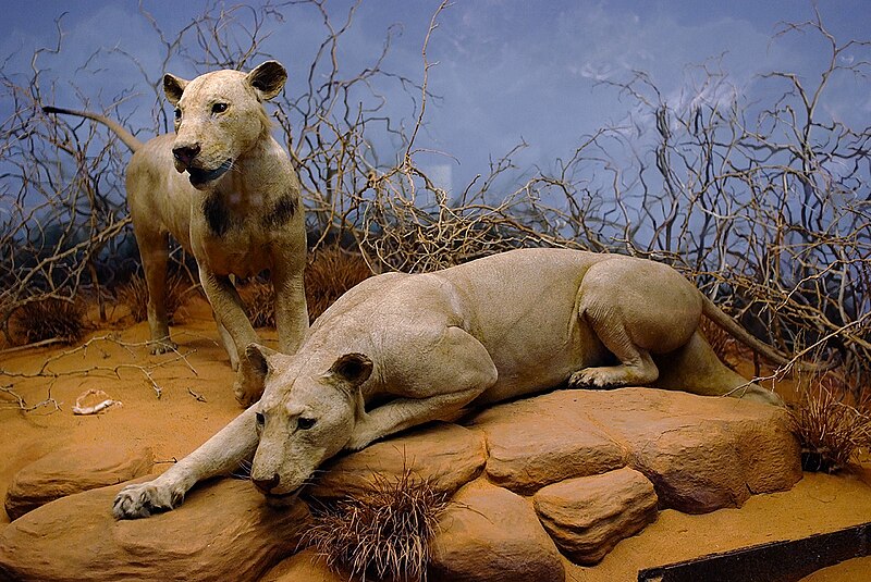 Tsavo