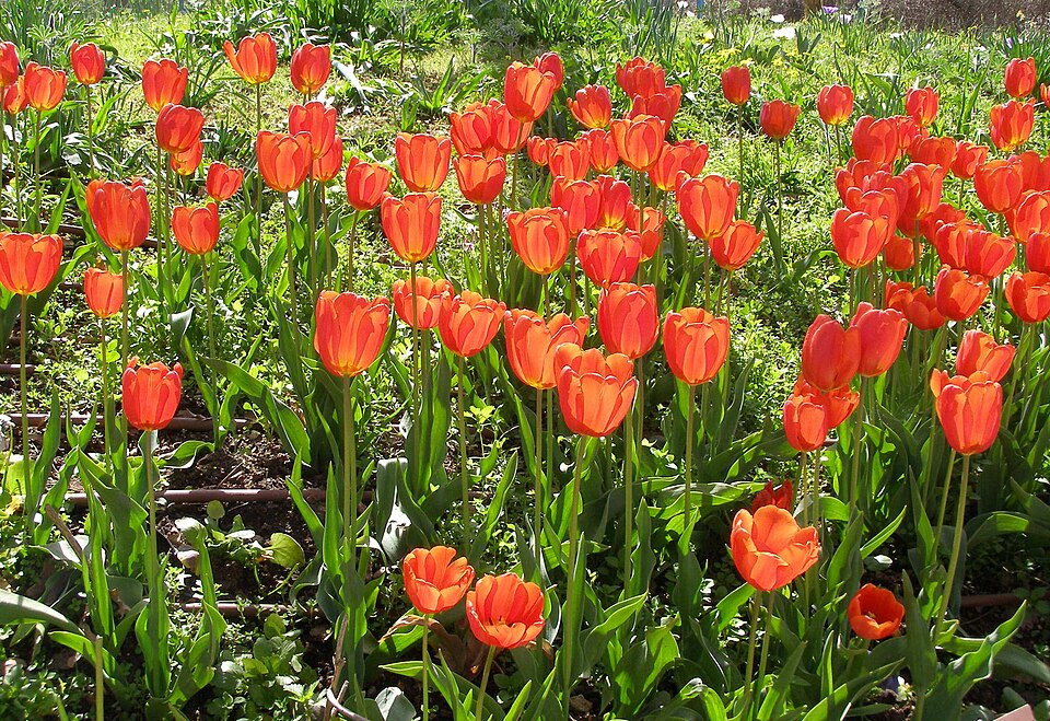 Tulipa