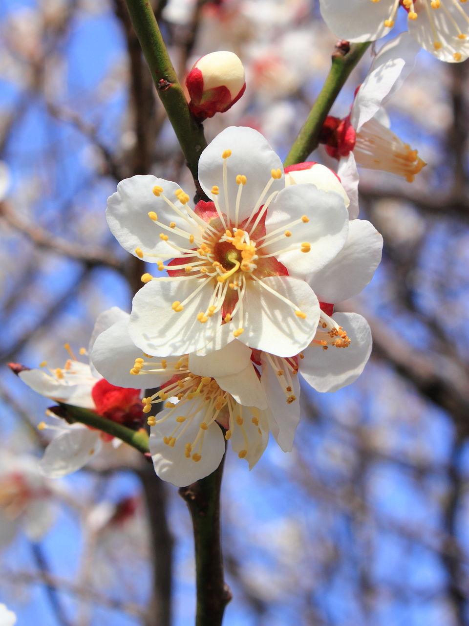 UME