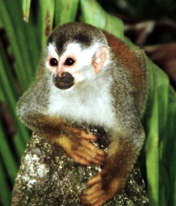 Unknown Costa Rican Male