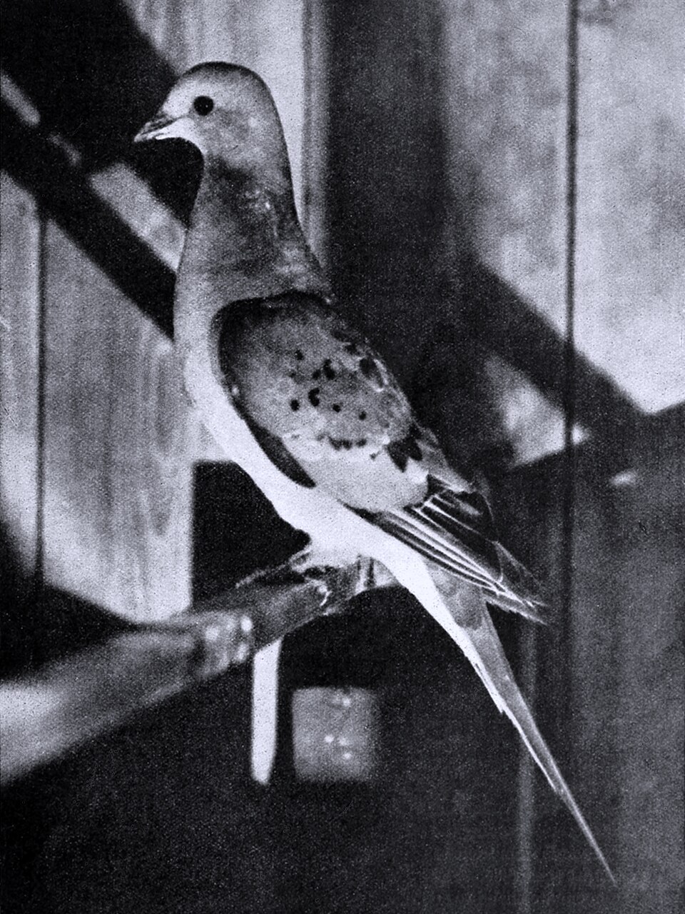 Unknown Female Passenger 2
