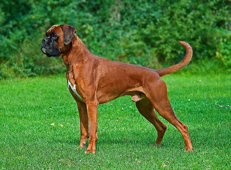 Unknown Former Boxer