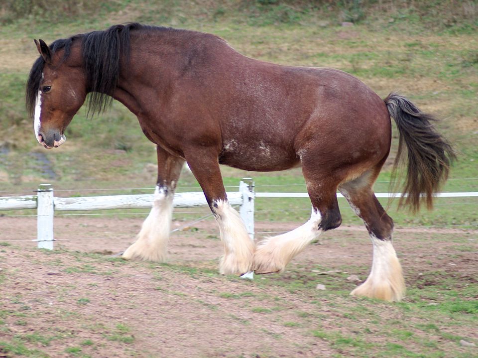 Unknown Horse Owner