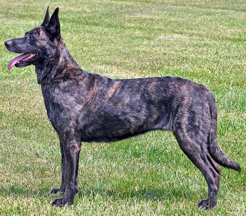 Unknown Shepherd